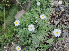 Tanacetum poteriifolium