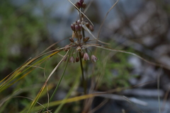 Allium fuscum