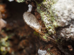 Hemerobius pacificus