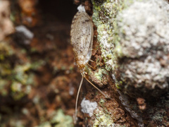 Hemerobius pacificus