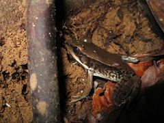 Lithobates palmipes