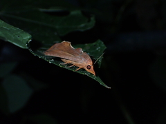 Oraesia emarginata