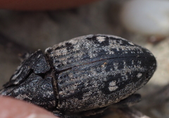 Leucophyes pedestris