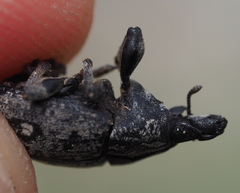 Leucophyes pedestris