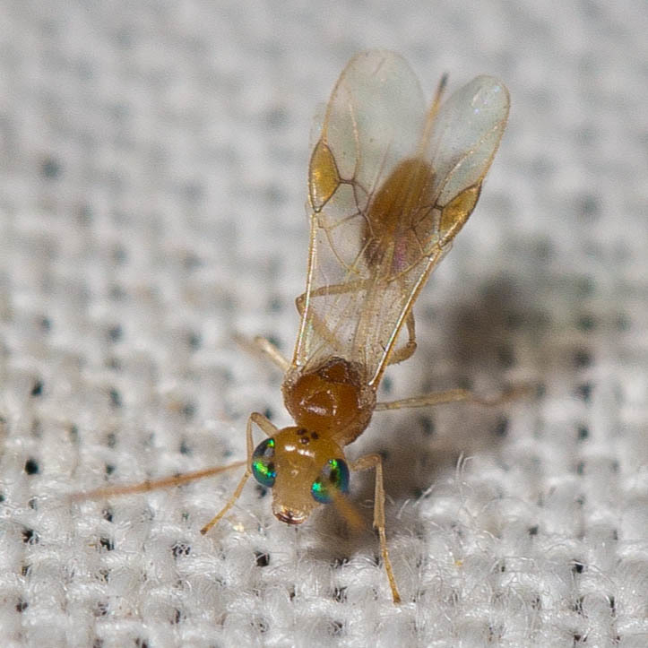 Chrysopophthorus americanus