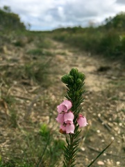 Erica axilliflora