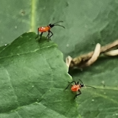 Dysdercus decussatus