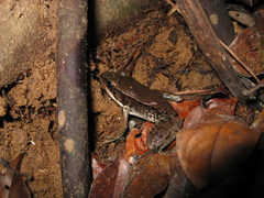 Lithobates palmipes