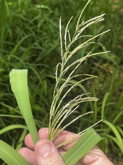 Leptochloa scabra