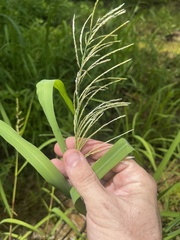 Leptochloa scabra