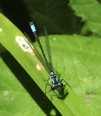 Zoniagrion exclamationis