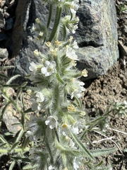 Oreocarya thompsonii