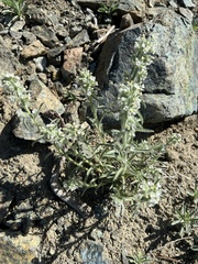 Oreocarya thompsonii