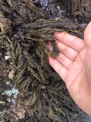 Odonthalia floccosa