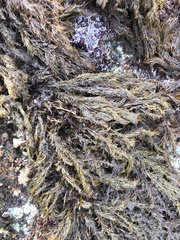 Odonthalia floccosa