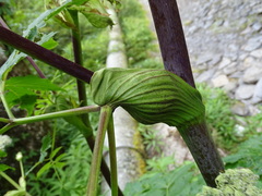 Angelica pubescens