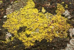 Flavoplaca arcis