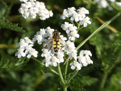 Helophilus trivittatus