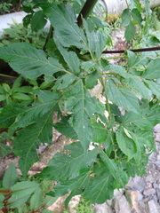 Angelica pubescens