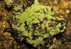 Flavoplaca arcis