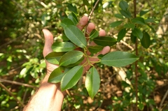 Excoecaria agallocha