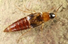 Lordithon trinotatus