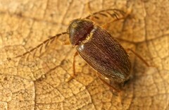 Ptilodactyla exotica