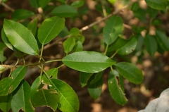 Excoecaria agallocha