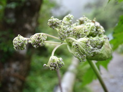 Angelica pubescens