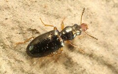 Salpingus planirostris