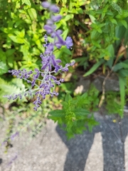 Salvia yangii