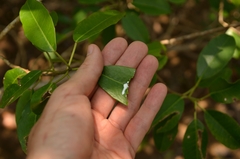 Excoecaria agallocha