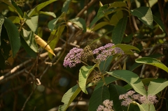 Callicarpa formosana