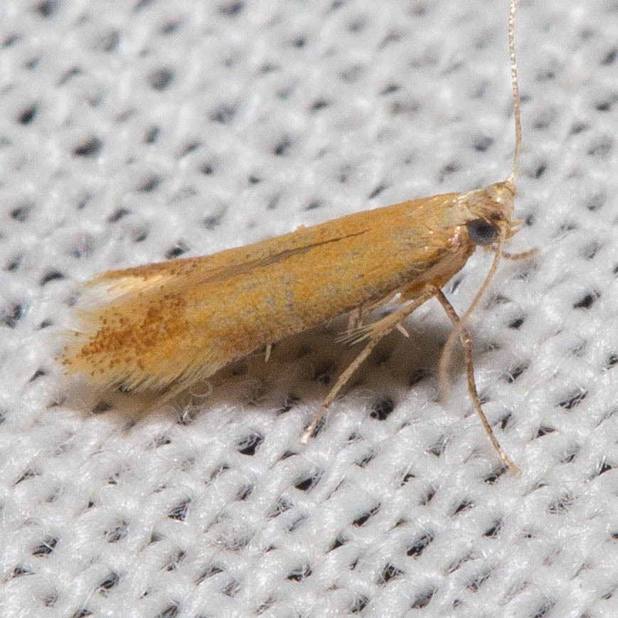 Coptotriche discreta