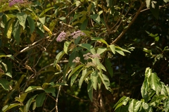 Callicarpa formosana
