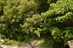 Callicarpa formosana