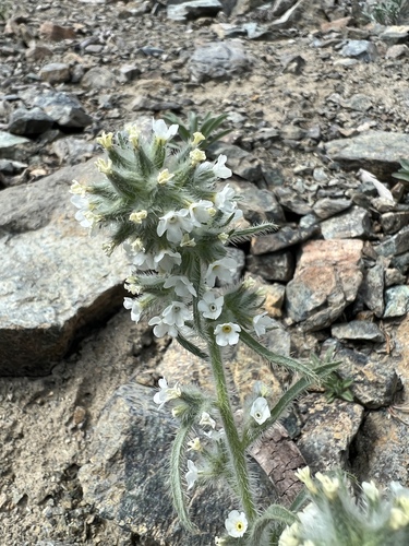 Image of Oreocarya thompsonii by no rights reserved