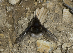 Bombylius diegoensis