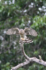 Accipiter cooperii