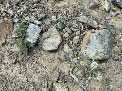 Image of Oreocarya thompsonii by no rights reserved