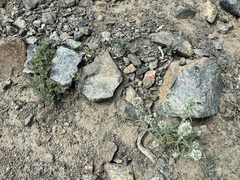 Oreocarya thompsonii