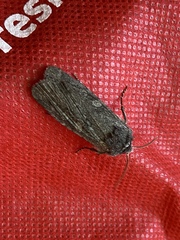 Lithophane antennata