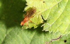 Norellisoma spinimanum