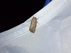 Spodoptera pecten