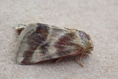 Schinia lynx