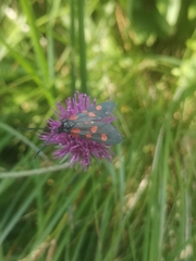 Zygaena angelicae
