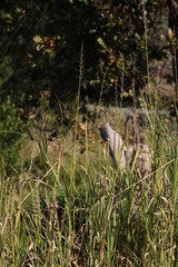 Echinochloa pyramidalis