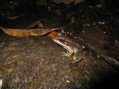 Lithobates palmipes