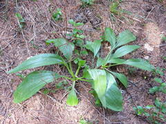Plantago depressa