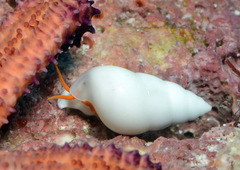 Apicalia echinasteri